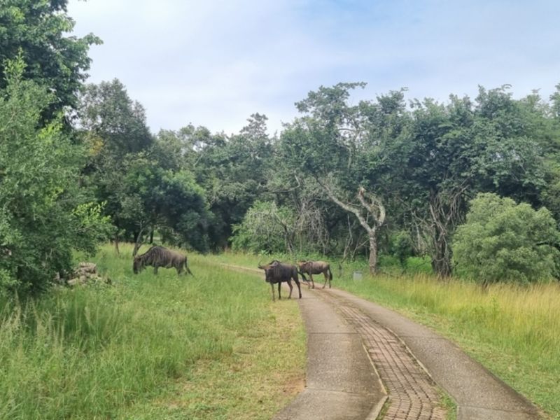 NORTH FACING VACANT LAND in SHILOH LIFESTYLE & COFFEE ESTATE, ONE OF A KIND - Photo 5