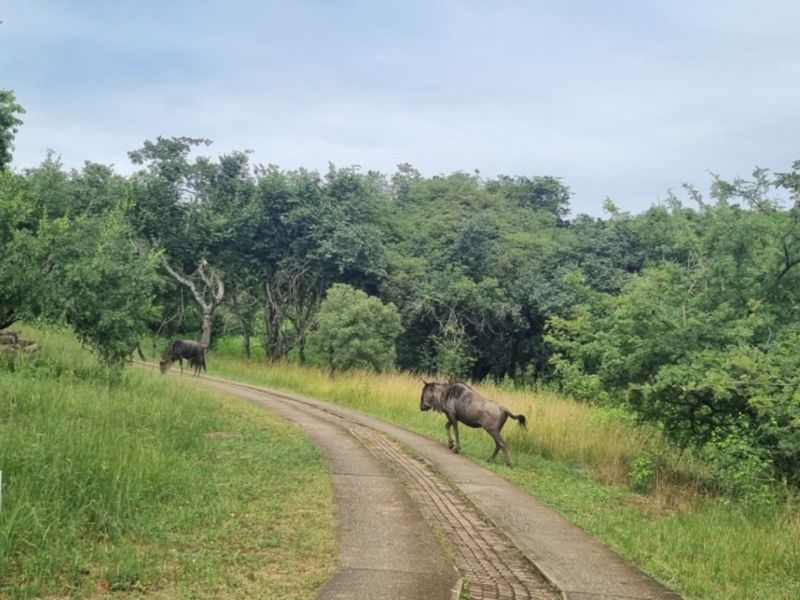 NORTH FACING VACANT LAND in SHILOH LIFESTYLE & COFFEE ESTATE, ONE OF A KIND - Photo 10