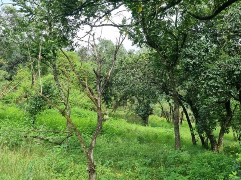 NORTH FACING VACANT LAND in SHILOH LIFESTYLE & COFFEE ESTATE, ONE OF A KIND - Photo 9