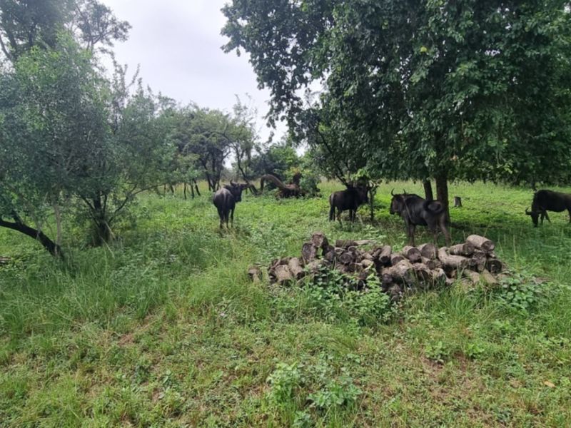 NORTH FACING VACANT LAND in SHILOH LIFESTYLE & COFFEE ESTATE, ONE OF A KIND - Photo 7