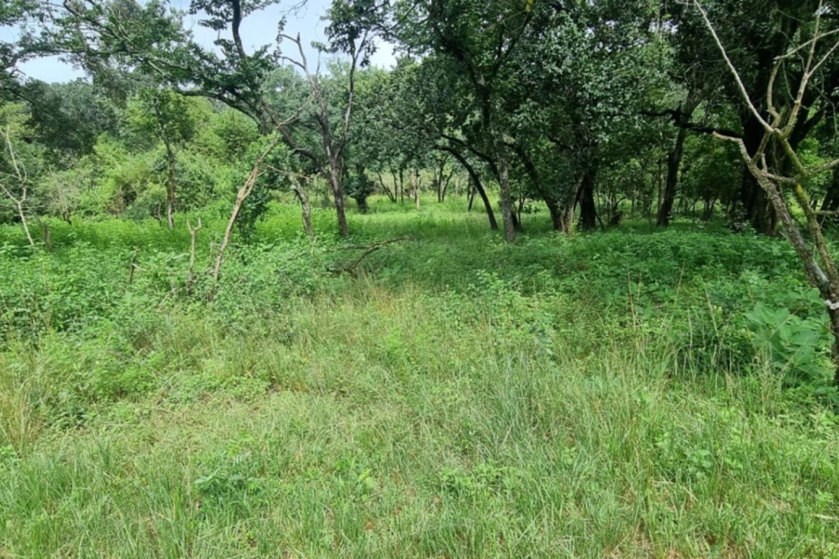 NORTH FACING VACANT LAND in SHILOH LIFESTYLE & COFFEE ESTATE, ONE OF A KIND - Photo 2