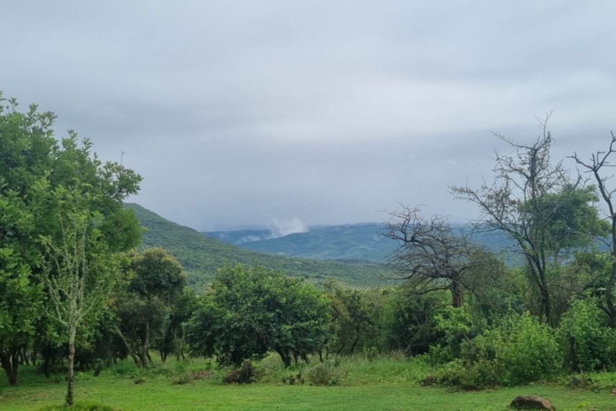 NORTH FACING VACANT LAND in SHILOH LIFESTYLE & COFFEE ESTATE, ONE OF A KIND - Photo 3