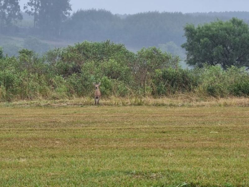 Estate with Airstrip - Vacant Land for Sale - Photo 6