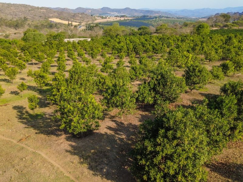 An aerial view of a well-maintained orchard on the farm, showcasing rows of established fruit trees set against a scenic landscape.
