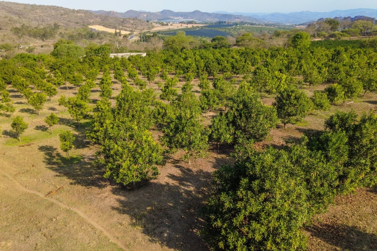 An aerial view of a well-maintained orchard on the farm, showcasing rows of established fruit trees set against a scenic landscape.