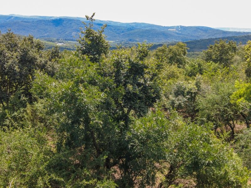 BUILD YOUR DREAM HOME NEAR KRUGER NATIONAL PARK - Photo 7