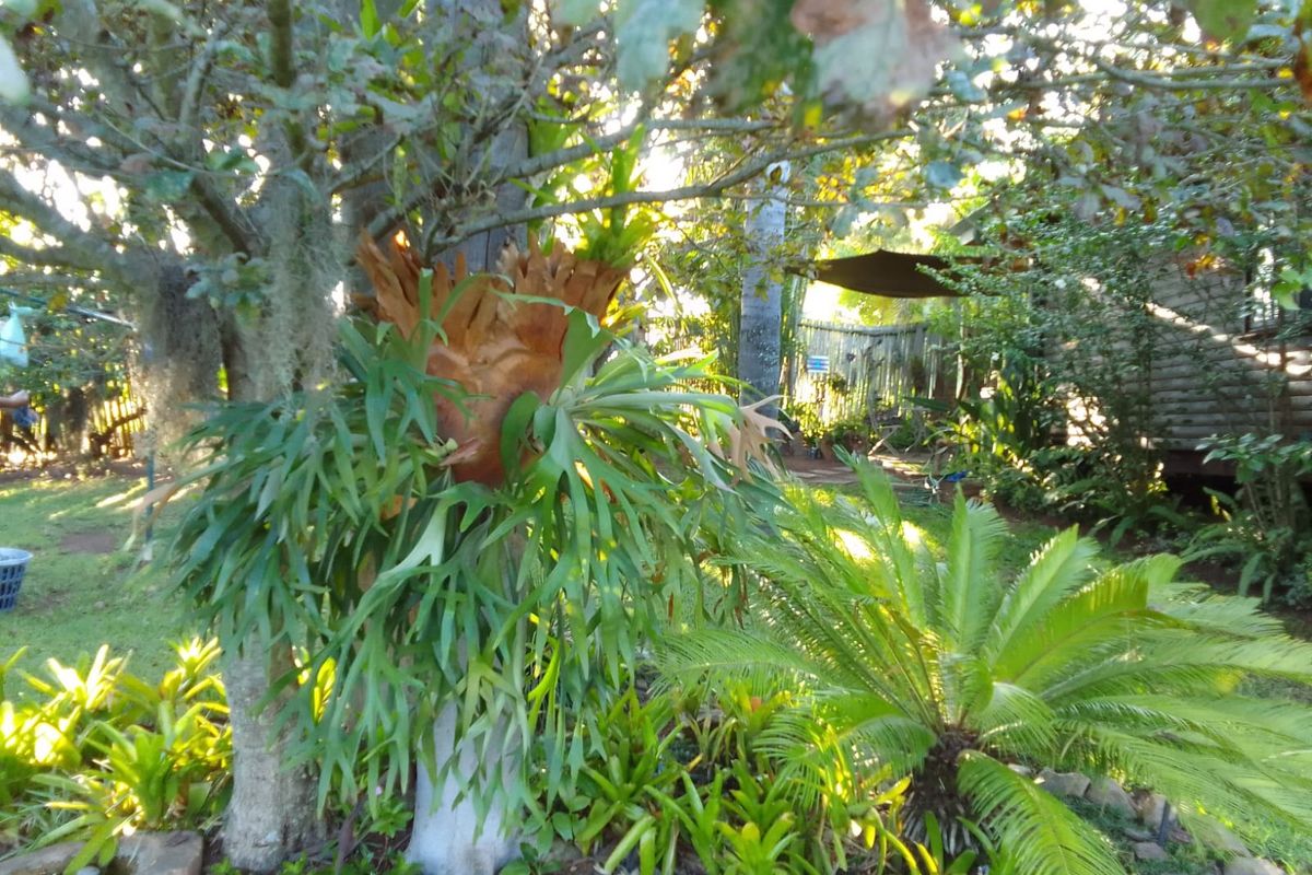For the green thumbs, a flourishing vegetable garden promises fresh produce from your land. - Photo 5