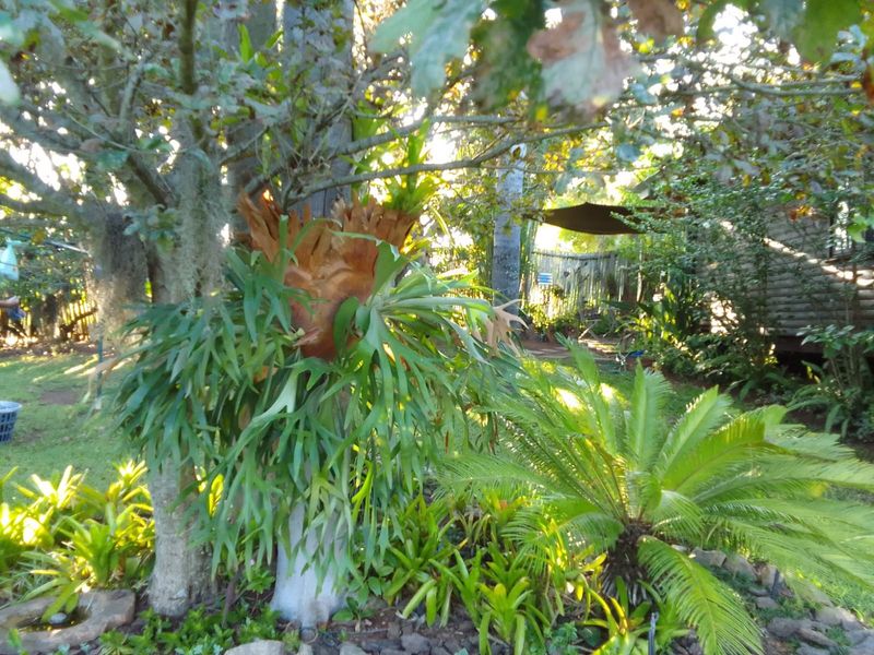 For the green thumbs, a flourishing vegetable garden promises fresh produce from your land. - Photo 5