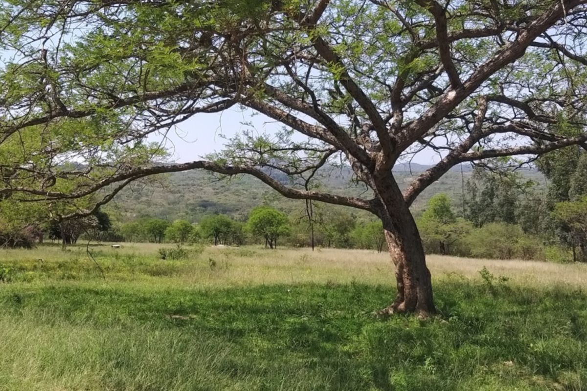 SMALLHOLDING WITH FOUR HOUSES ON A GREAT PIECE OF LAND JUST OUTSIDE OF TOWN - Photo 5