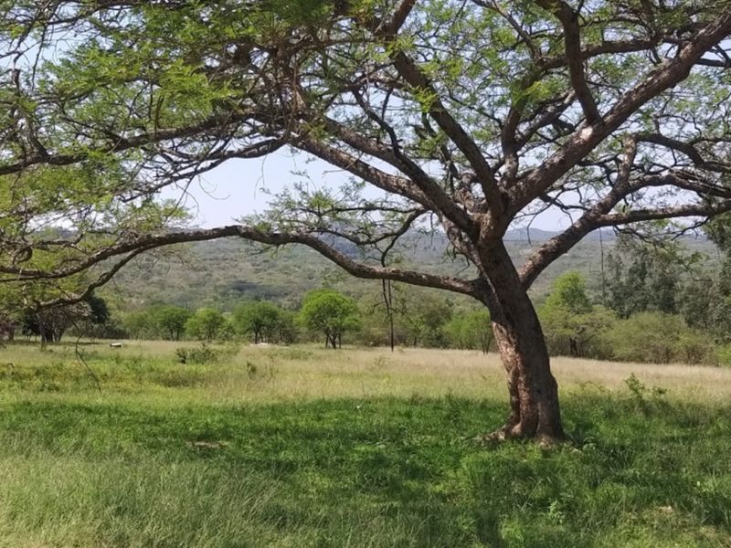 SMALLHOLDING WITH FOUR HOUSES ON A GREAT PIECE OF LAND JUST OUTSIDE OF TOWN - Photo 5
