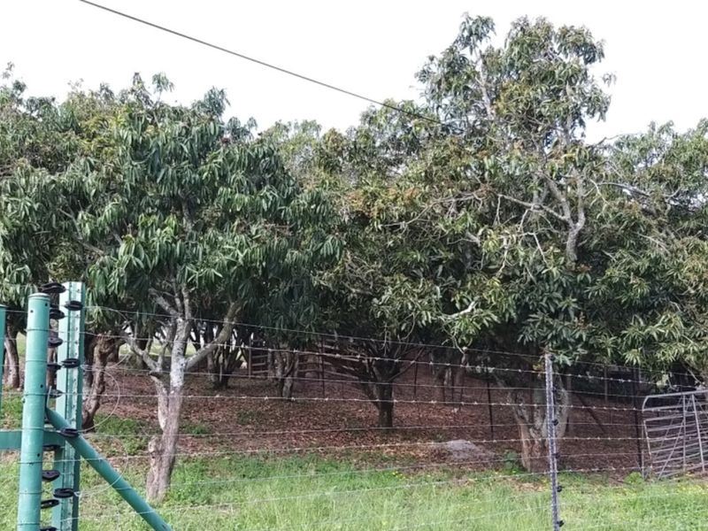 A view of a mature orchard on the farm, secured by perimeter electric fencing and wire mesh.