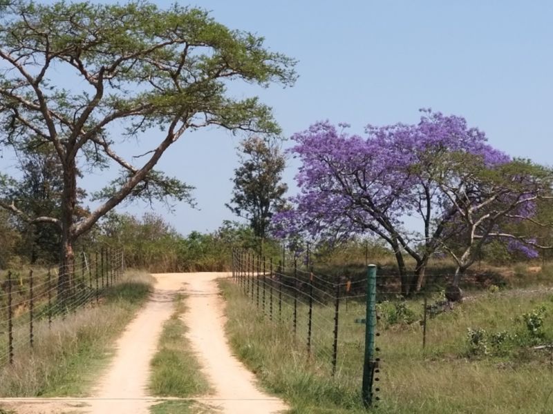SMALLHOLDING WITH FOUR HOUSES ON A GREAT PIECE OF LAND JUST OUTSIDE OF TOWN - Photo 6