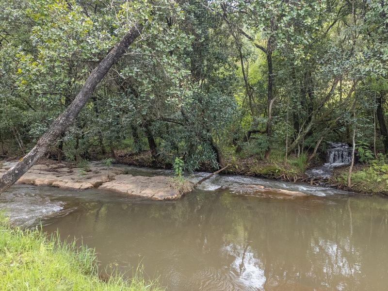 A scenic view of a natural stream flowing through a lush, wooded area on the property, featuring rock formations and dense indigenous vegetation.