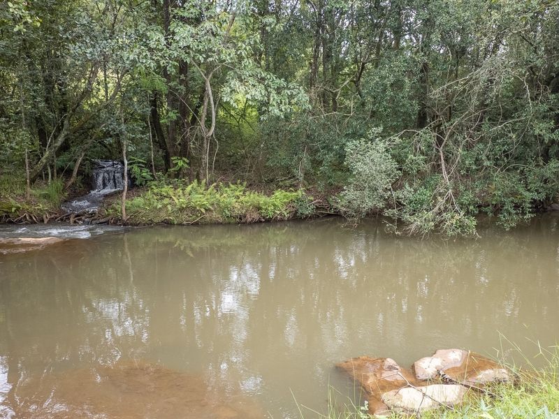 A serene view of a natural stream flowing through a lush, indigenous forest setting on the property.