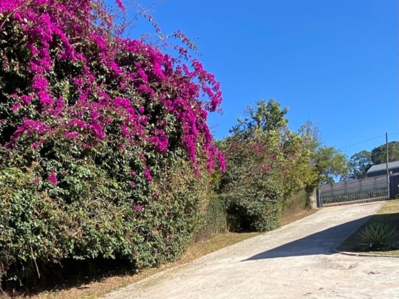 A view of the property entrance featuring a concrete driveway leading to a metal security gate, bordered by a large, mature bougainvillea hedge.
