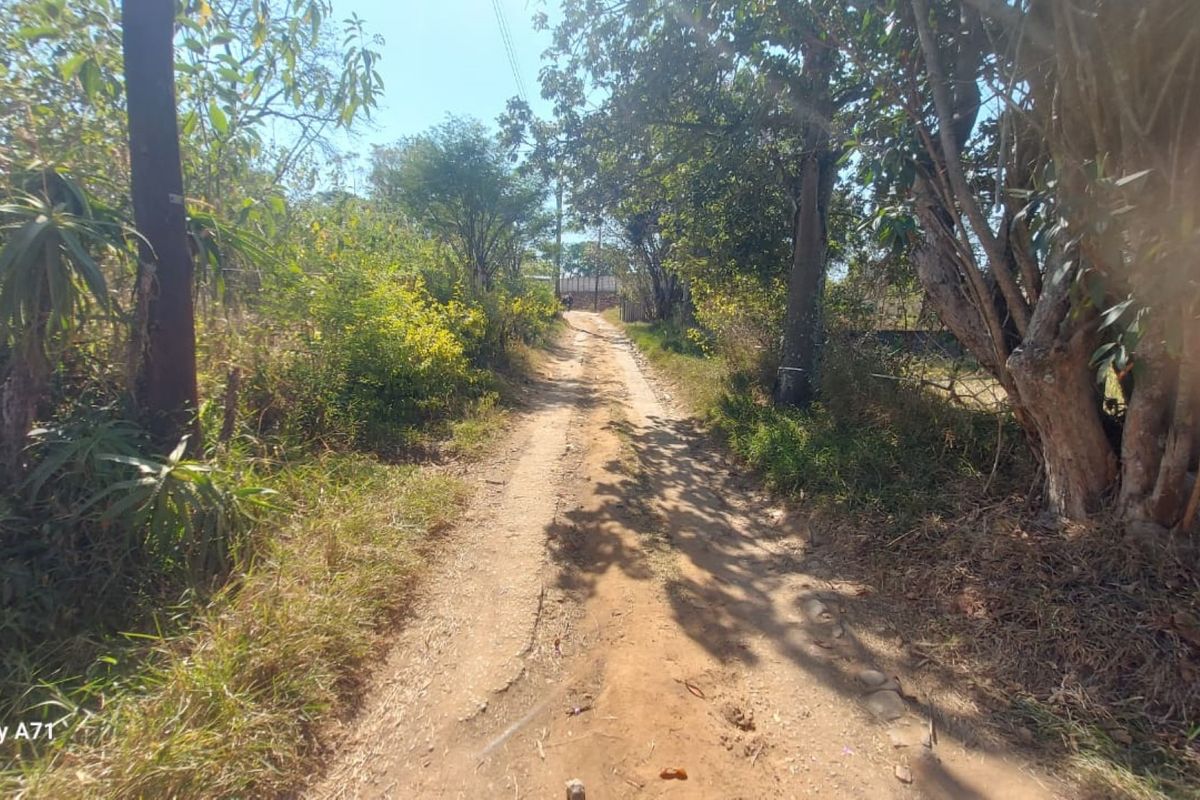 A view of the dirt access road leading to the property, surrounded by mature trees and natural vegetation.