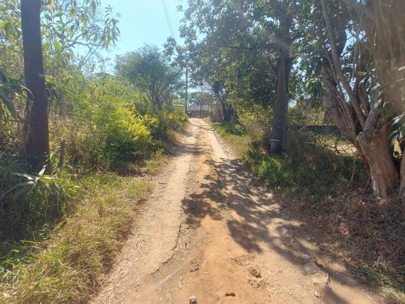 A view of the dirt access road leading to the property, surrounded by mature trees and natural vegetation.