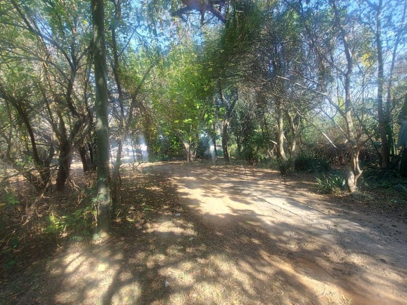 A natural, wooded garden area featuring mature trees and a dirt pathway, providing a rustic outdoor setting on the small holding.