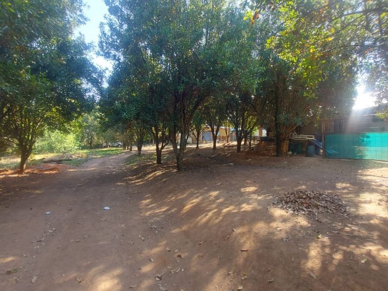 A spacious, tree-lined garden area on a small holding, featuring established trees and a natural dirt ground surface.
