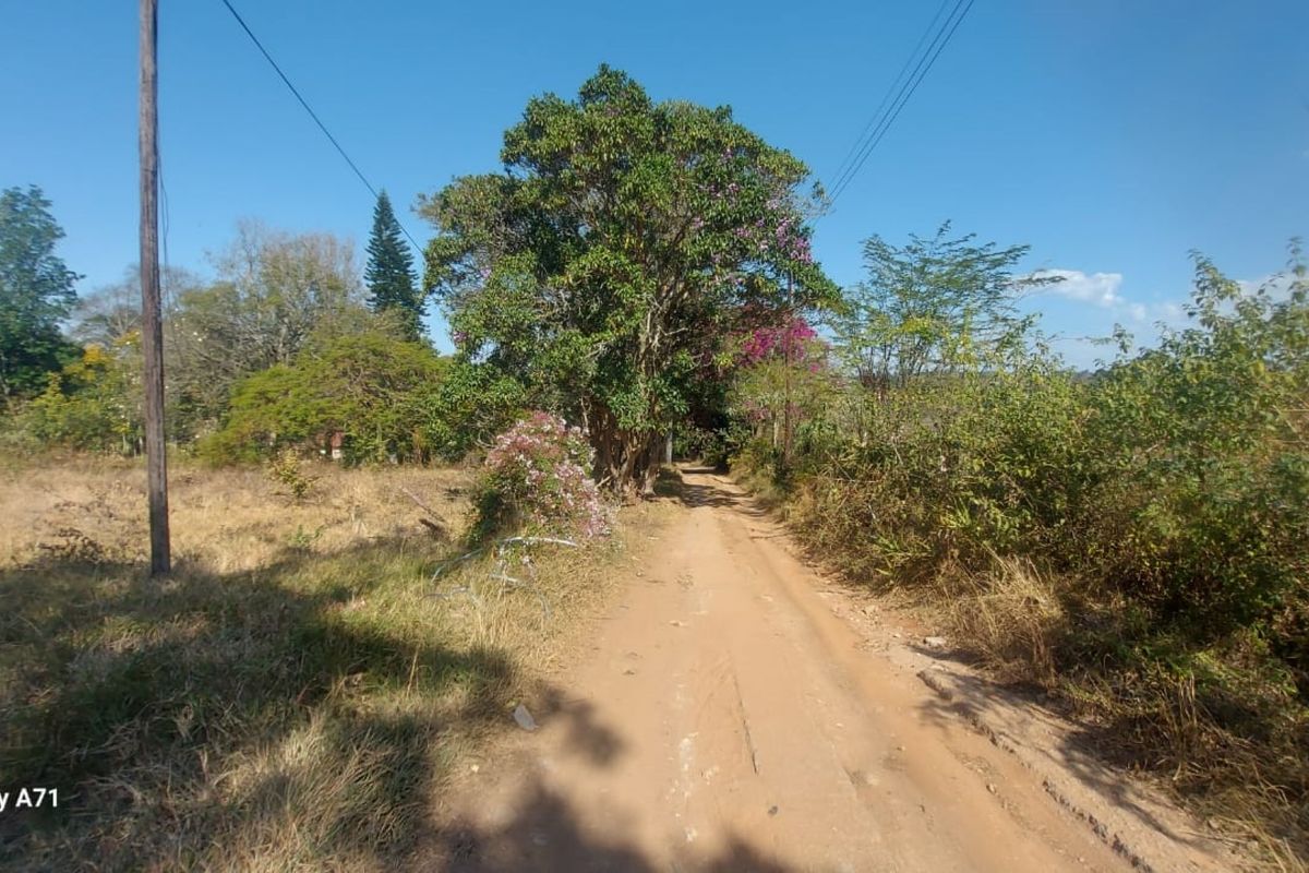 A view of a dirt access road leading through the small holding, featuring mature trees and overhead utility lines.