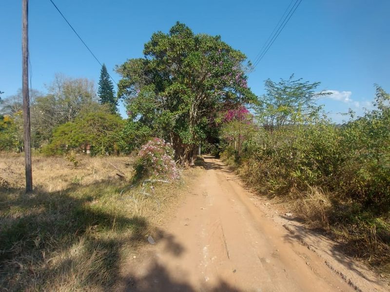 A view of a dirt access road leading through the small holding, featuring mature trees and overhead utility lines.