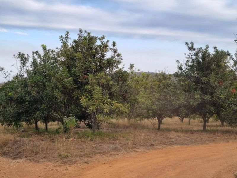 A view of the small holding featuring an established orchard, a dirt access road, and a concrete driveway leading through the property.