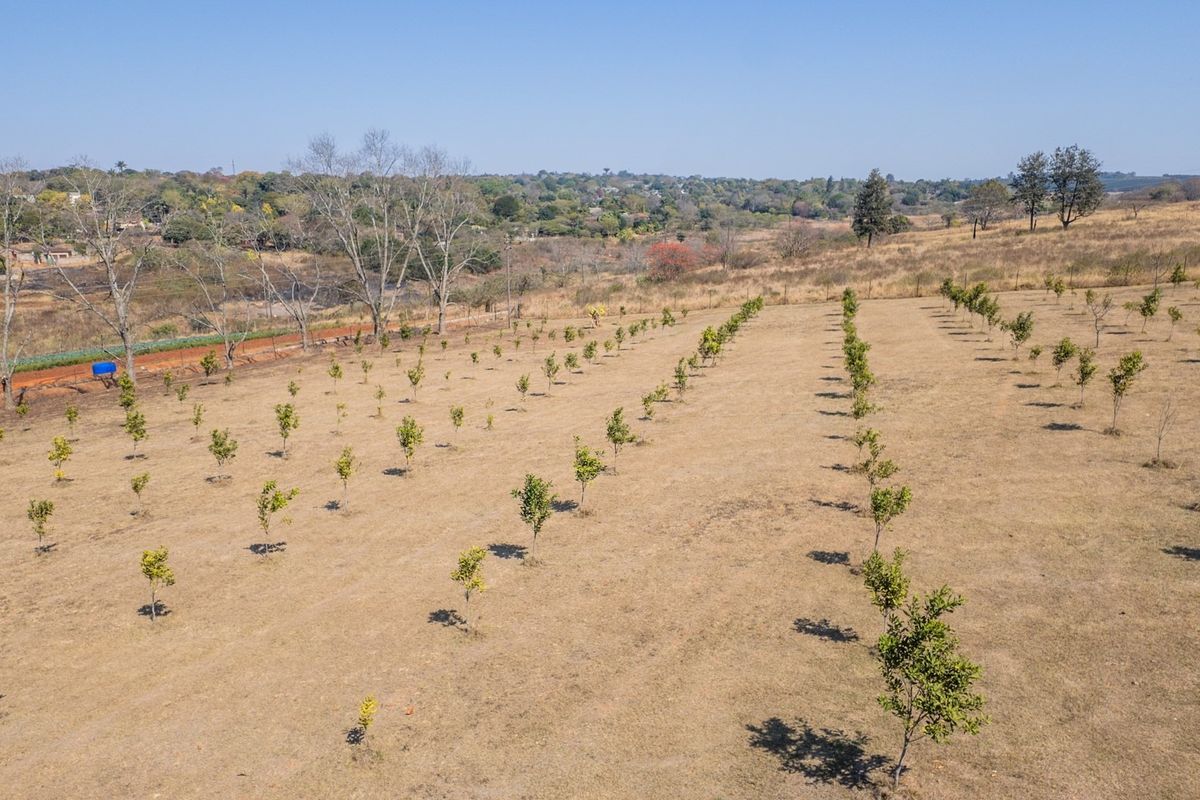 An aerial view of a small holding featuring a young orchard planted in neat rows across the open landscape.