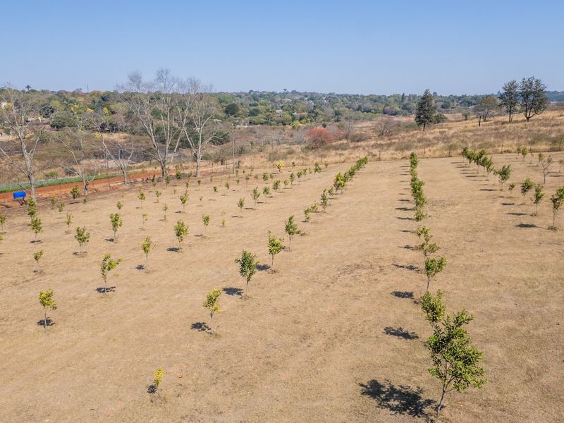 An aerial view of a small holding featuring a young orchard planted in neat rows across the open landscape.