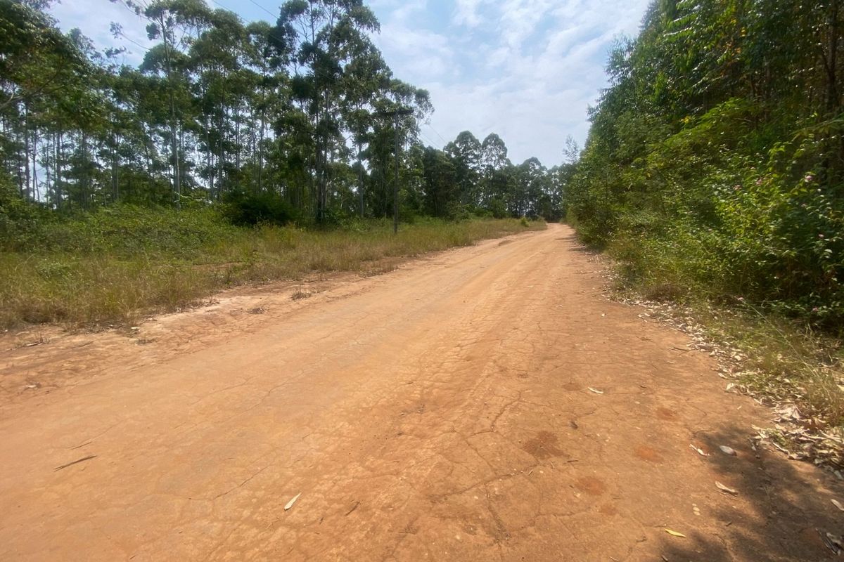 A view of an unpaved dirt road leading through a rural small holding area surrounded by mature trees and natural vegetation.
