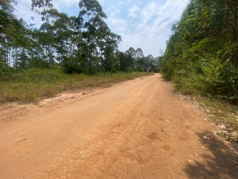 A view of an unpaved dirt road leading through a rural small holding area surrounded by mature trees and natural vegetation.