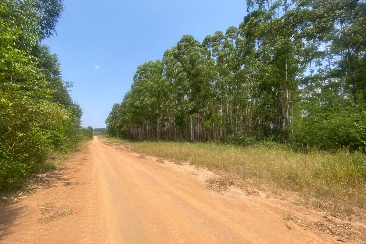 A view of a rural dirt access road flanked by a mature eucalyptus plantation on a small holding property.