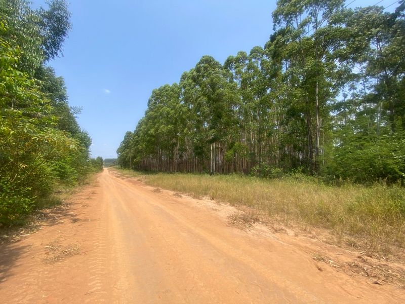A view of a rural dirt access road flanked by a mature eucalyptus plantation on a small holding property.