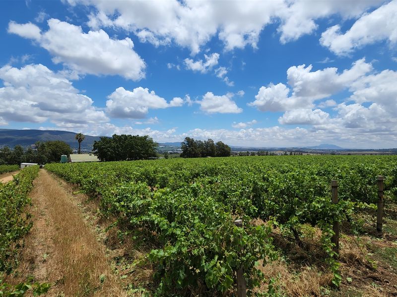 Paarl wine farm for sale - Photo 6