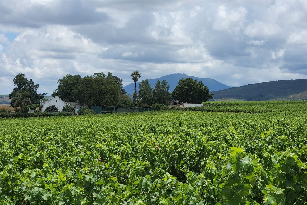 Paarl wine farm for sale - Photo 4