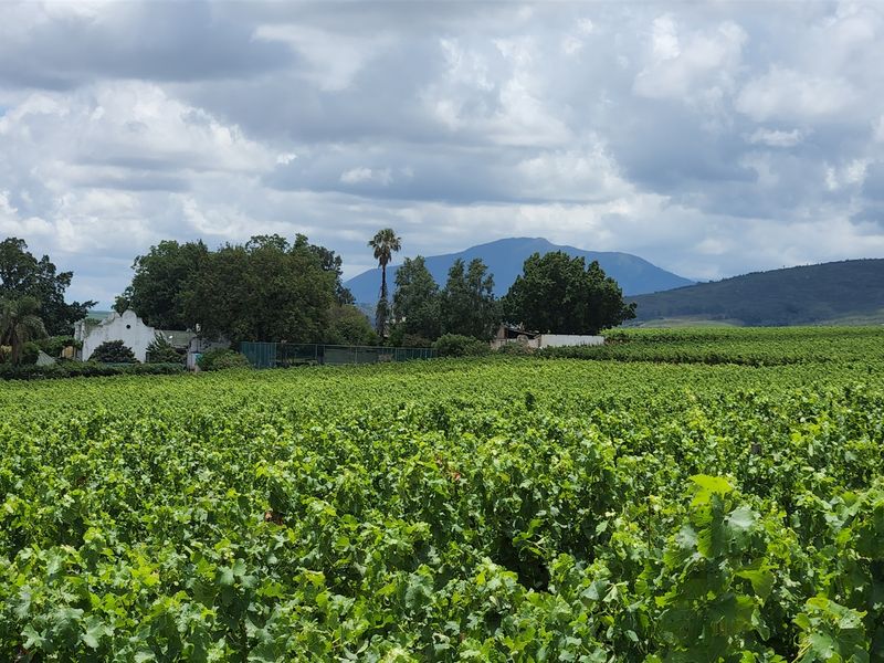 Paarl wine farm for sale - Photo 4