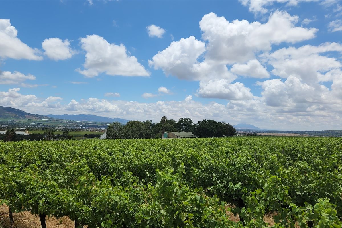 Paarl wine farm for sale - Photo 5