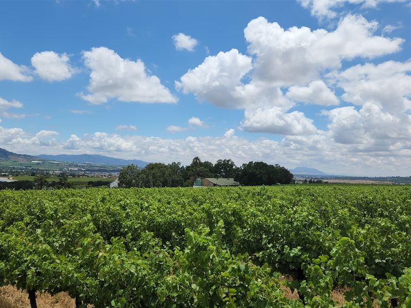 Paarl wine farm for sale - Photo 5