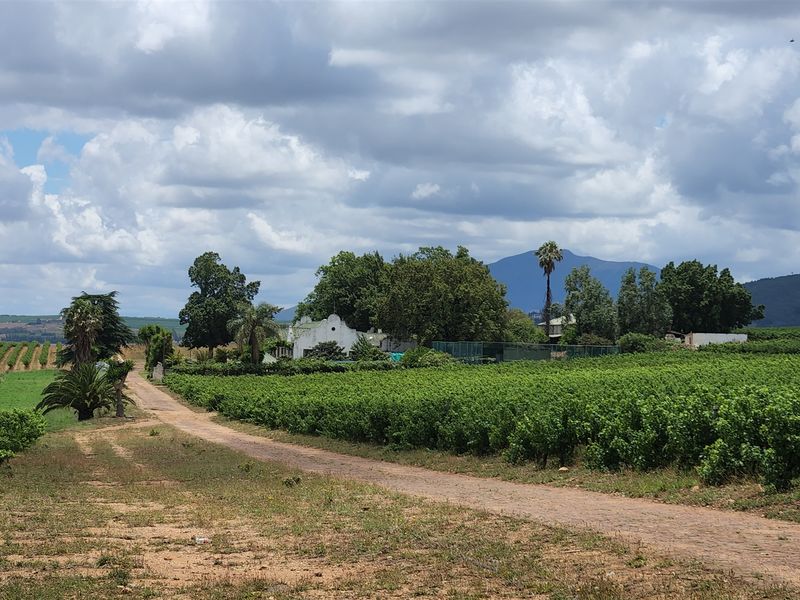 Paarl wine farm for sale - Photo 3