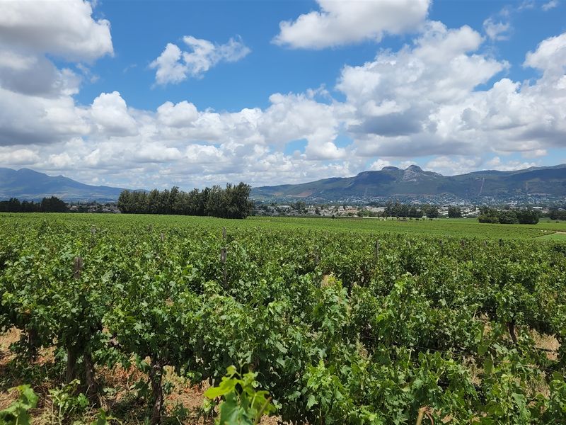 Paarl wine farm for sale - Photo 10
