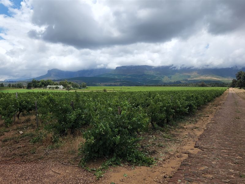Paarl wine farm for sale - Photo 7