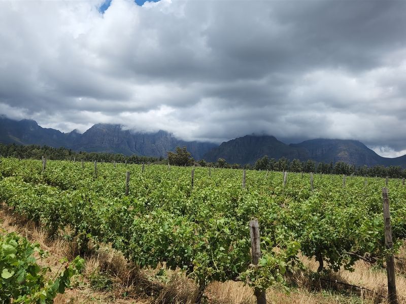 Paarl wine farm for sale - Photo 8