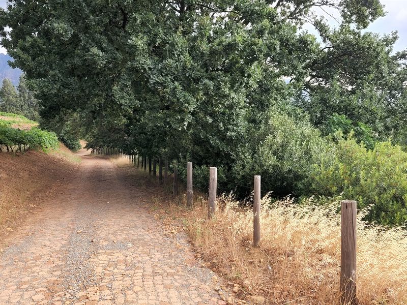 Wine grape farm for sale in Paarl - Photo 6