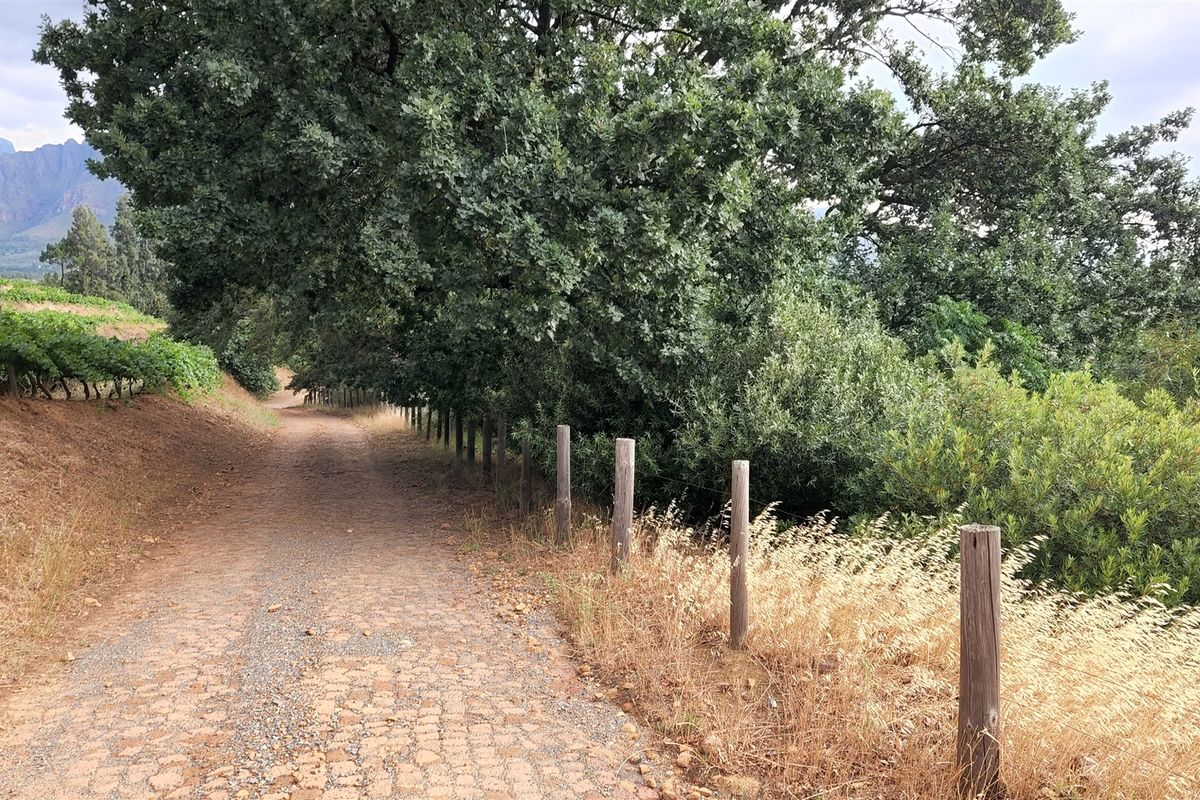 A scenic farm driveway lined with mature trees and timber fencing, featuring a cobblestone surface and adjacent vineyard rows with mountain views.