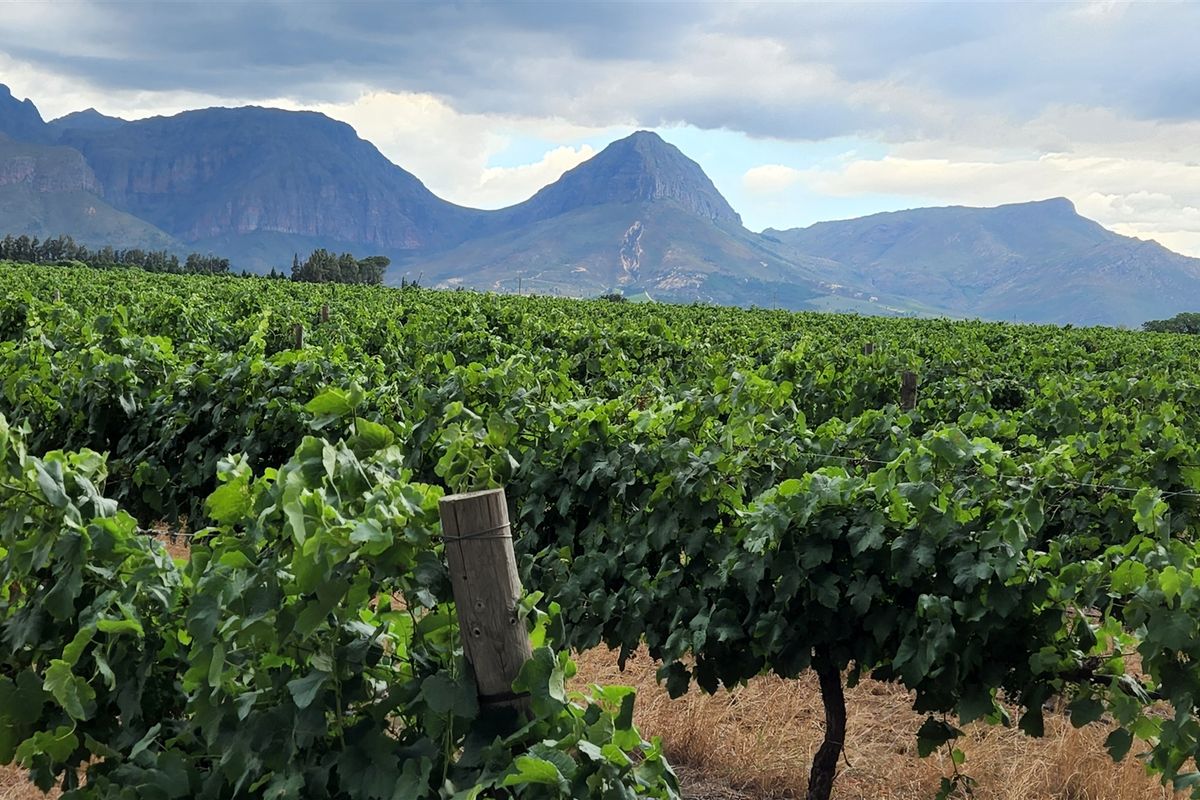 Wine grape farm for sale in Paarl - Photo 2