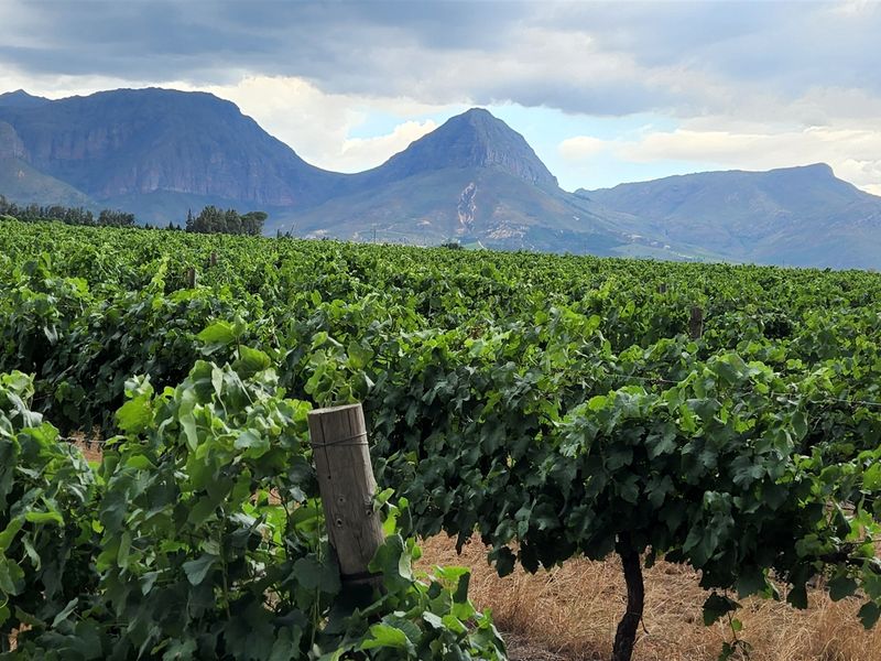 Wine grape farm for sale in Paarl - Photo 2
