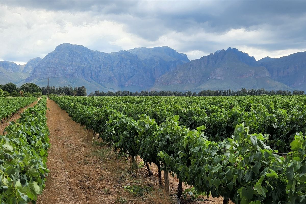 Wine grape farm for sale in Paarl - Photo 3