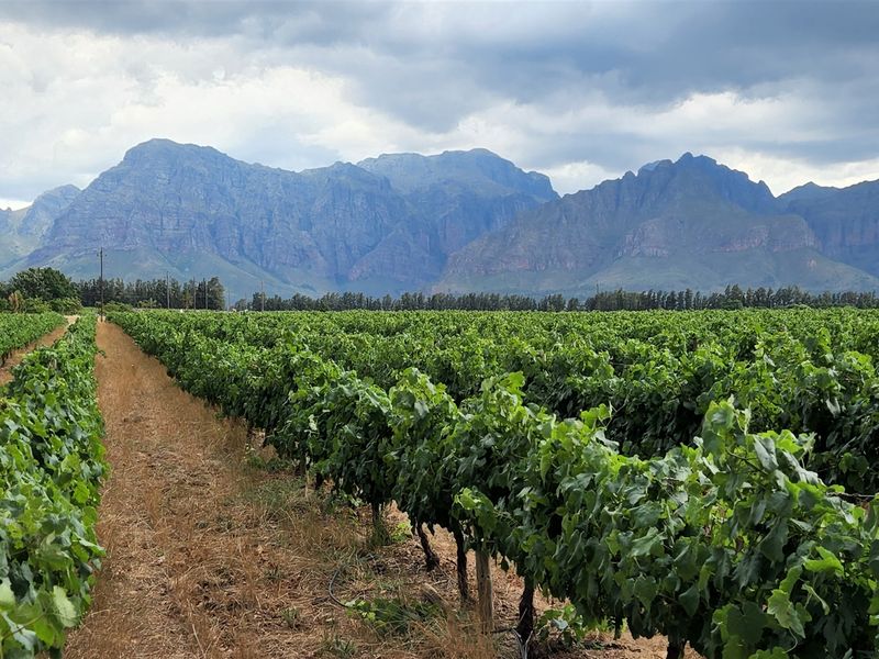 Wine grape farm for sale in Paarl - Photo 3