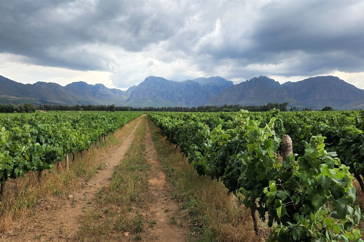 Wine grape farm for sale in Paarl - Photo 4