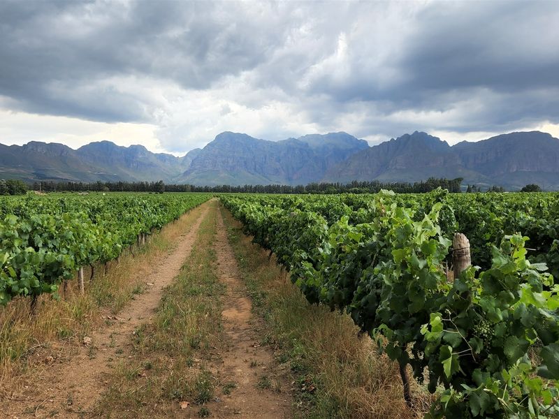 Wine grape farm for sale in Paarl - Photo 4
