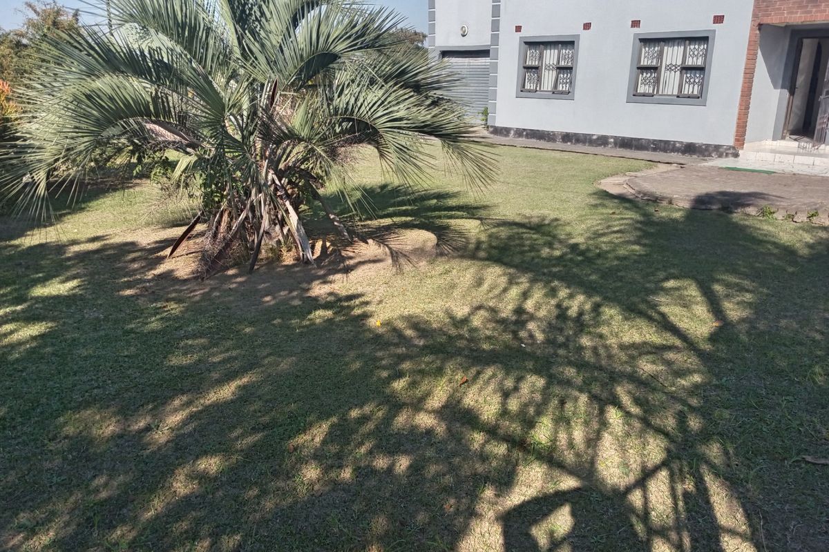 A view of the rear garden featuring a mature palm tree, lawn area, and the rear elevation of the house with security-grilled windows.
